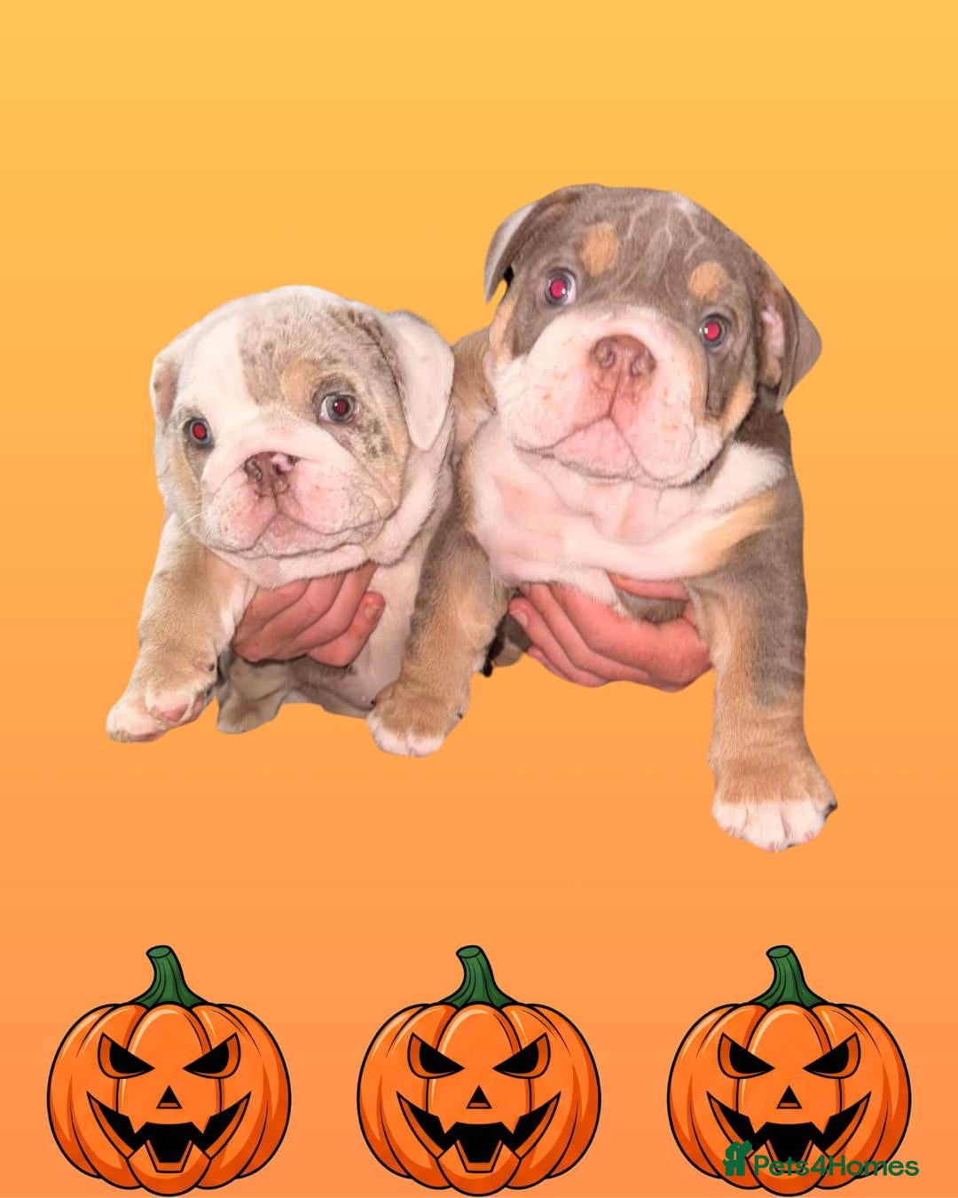 English Bulldog dogs for sale: Romeo & Juliet  - Image 5