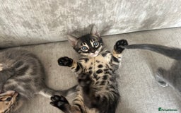 Bengal cats for sale: Stunning Bengal Kittens - TICA Registered - Image 26