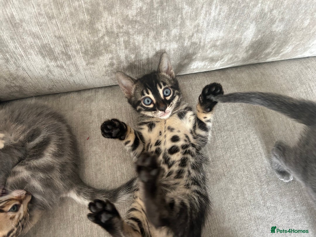 Bengal cats for sale: Stunning Bengal Kittens - TICA Registered - Image 26