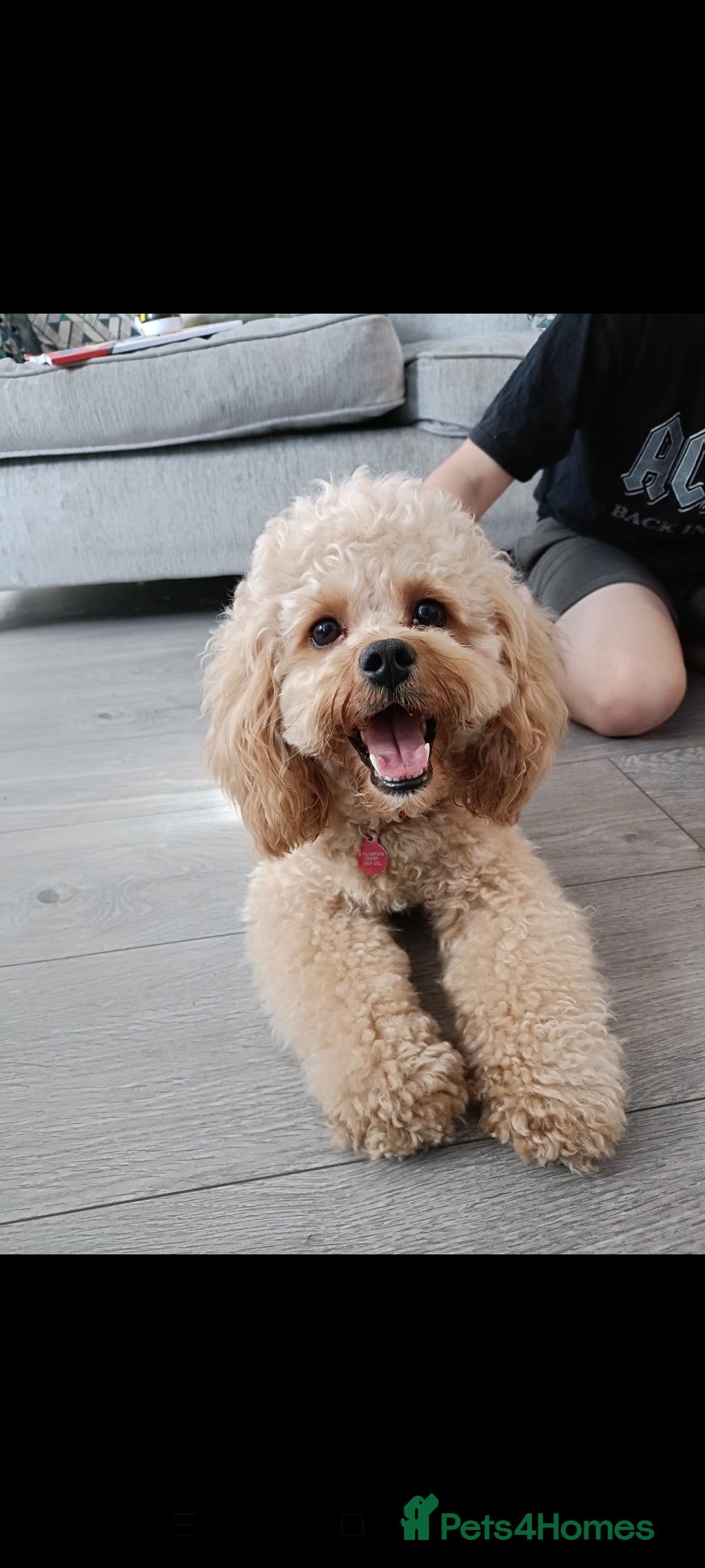 Poochon dogs Gorgeous Roo for stud. Proven.  - Advert 4