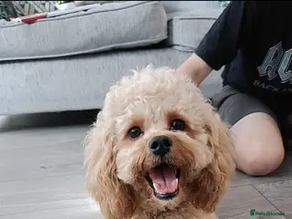 Poochon dogs Gorgeous Roo for stud. Proven. - Advert 2