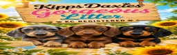 Miniature Dachshund dogs for sale: Stunning KC Miniature Dachshund Last 3 - Advert 5