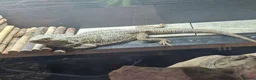 Bearded Dragon reptiles for sale: Bearded dragons complete with full set up in Stamford - Advert 2