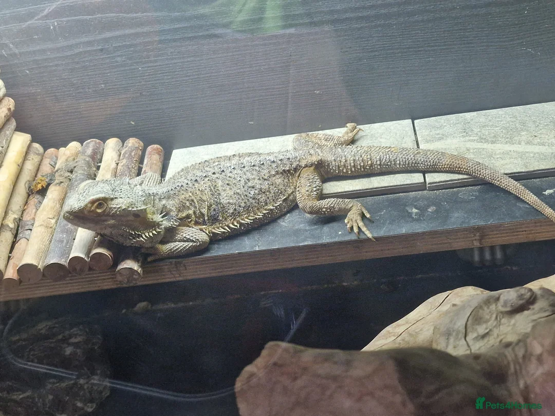 Bearded Dragon reptiles for sale: Bearded dragons complete with full set up in Stamford - Advert 2