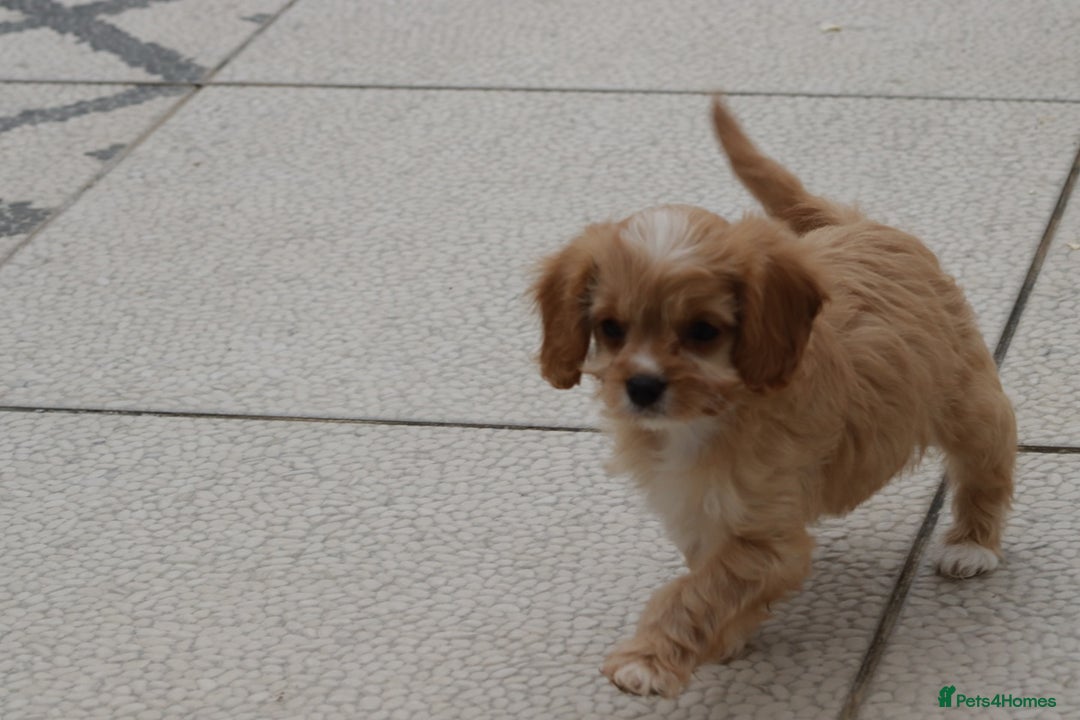 Cavapoo dogs for sale: F1 Cavapoo puppies for sale - Image 36