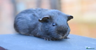 Guinea Pig rodents in Wigan - Advert 5