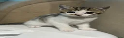 Scottish Fold cats for sale: Scottish straight cross kittens  - Advert 6