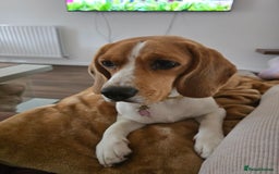 Beagle dogs for sale: Amber - Image 5
