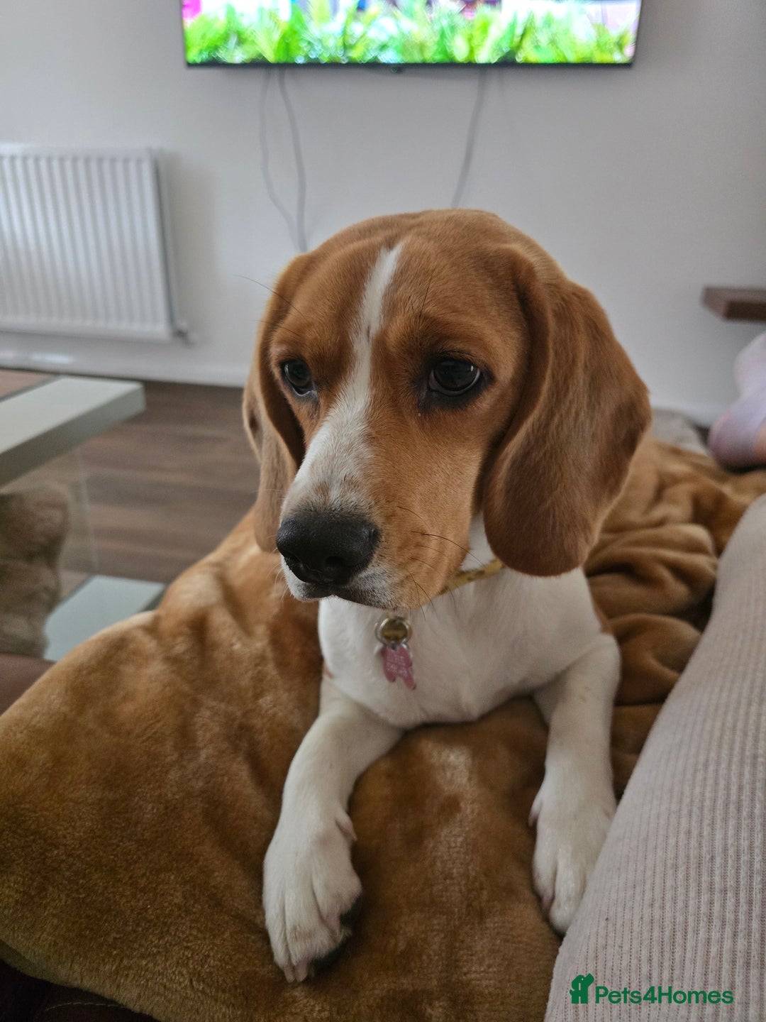 Beagle dogs for sale: Amber - Image 5