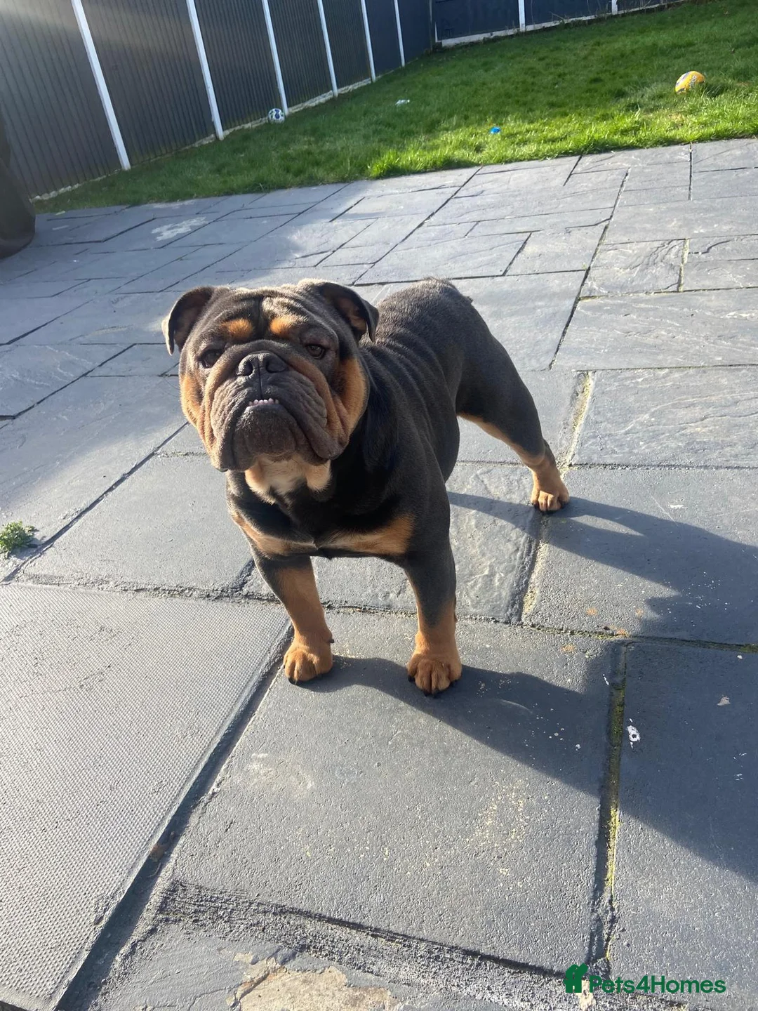 English Bulldog dogs for stud: Blue and tan bulldog stud  - Advert 2