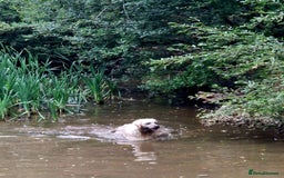 Golden Retriever dogs for sale: Newmiller Retrievers Upcoming Litter Announcement  - Advert 3