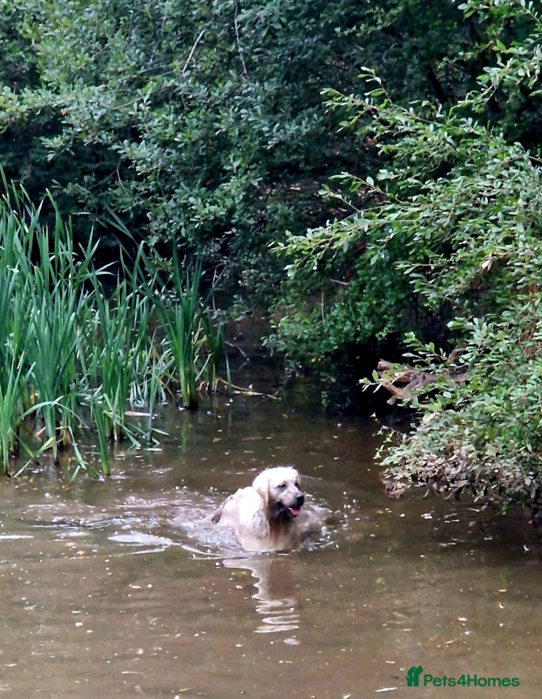 Golden Retriever dogs for sale: Newmiller Retrievers Upcoming Litter Announcement  - Advert 3