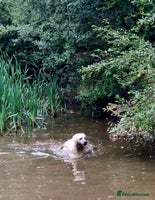 Golden Retriever dogs Newmiller Retrievers Upcoming Litter Announcement - Advert 3