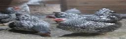 Chickens poultry for sale: Quality Silver Laced Wyandotte Bantam Pullets - Advert 4