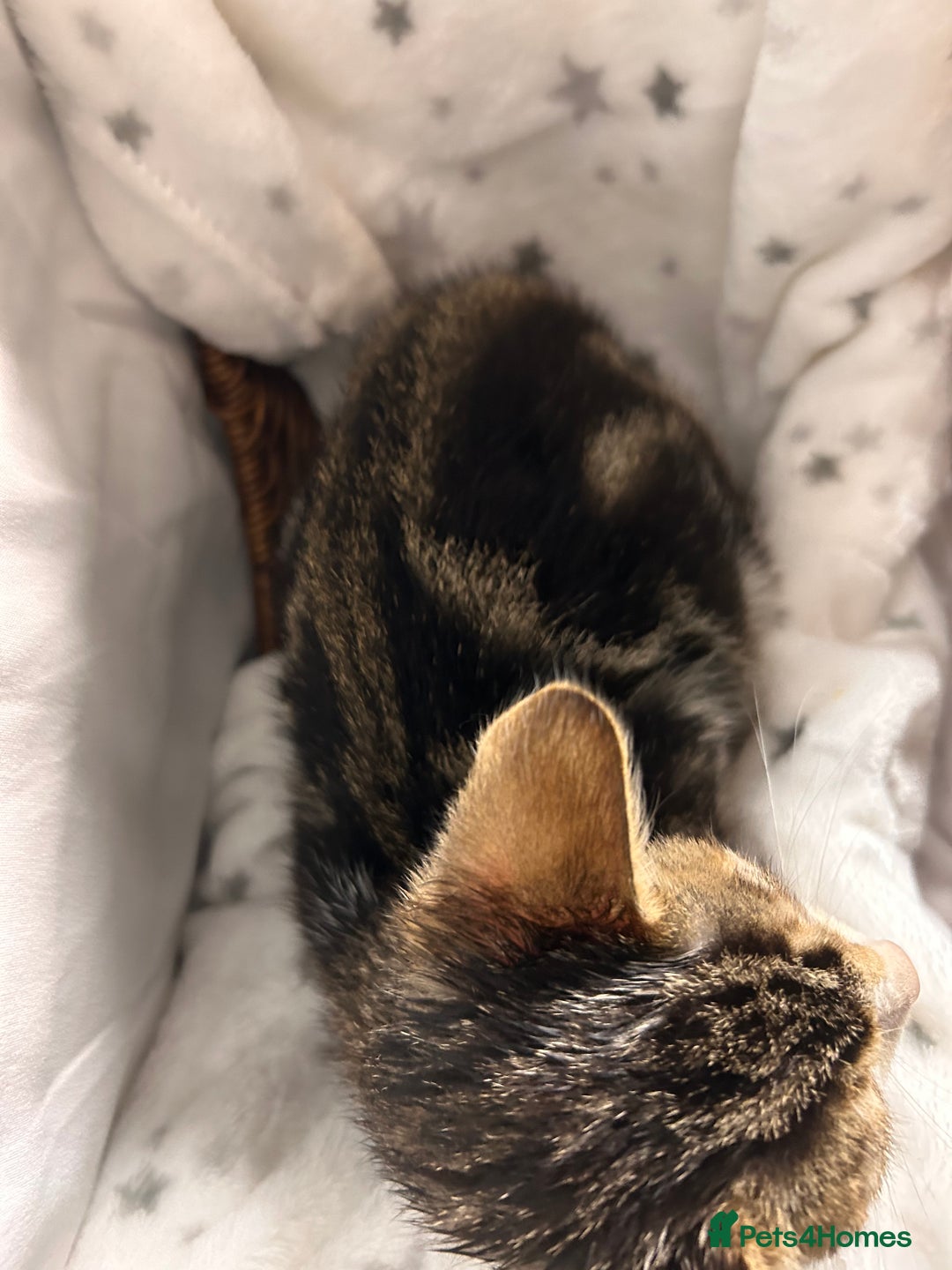 Bengal cats for sale: Bengal kittens ready now - Image 22