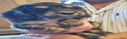 Cocker Spaniel dogs for sale: Gorgeous Sable Cocker Spaniels  - Advert 14