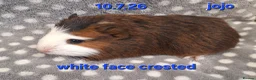 Guinea Pig rodents for sale: Guinea pigs looking for forever homes  - Advert 9