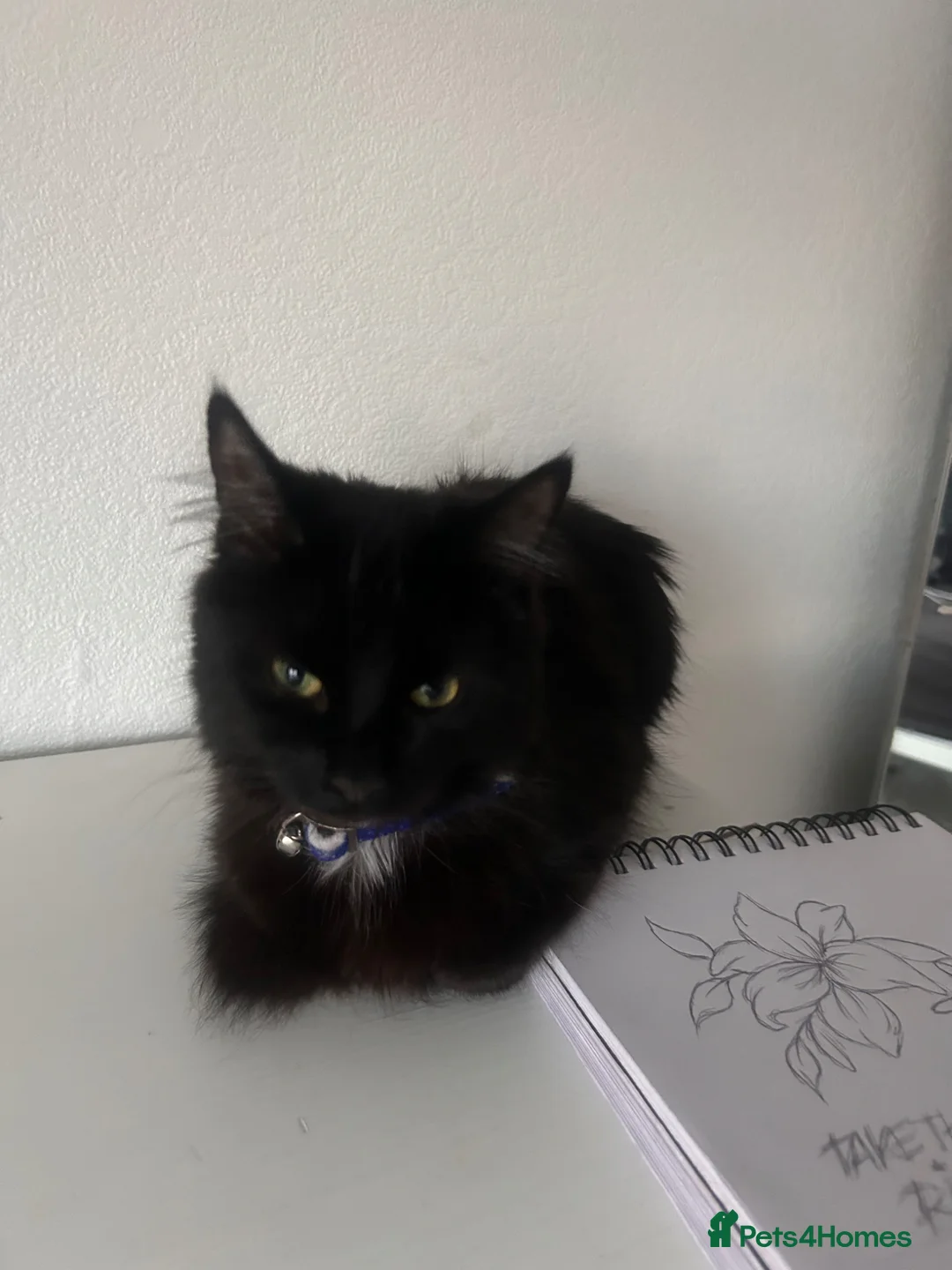 Domestic Shorthair cats for sale: KIWI  in Coventry - Advert 6