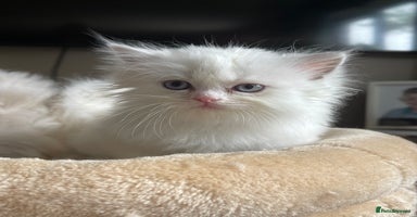 Persian cats - Advert 11
