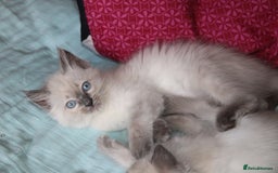 Ragdoll cats for sale: Ragdoll  - Image 9