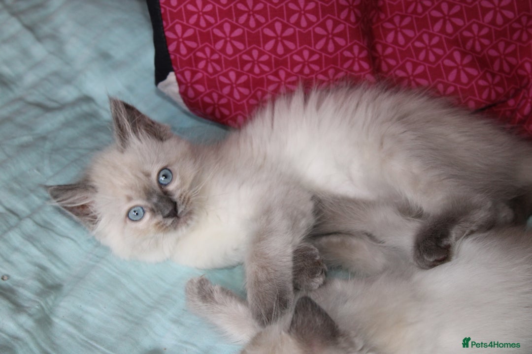 Ragdoll cats for sale: Ragdoll  - Image 9