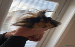 Guinea Pig rodents for sale: 3 female guinea pigs - Image 6