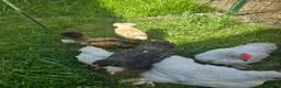 Chickens poultry for sale: Bantams, silkie, Polish chicks - Advert 3
