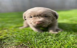 Labrador Retriever dogs for sale: Stunning kc silver Labradors  - Image 9