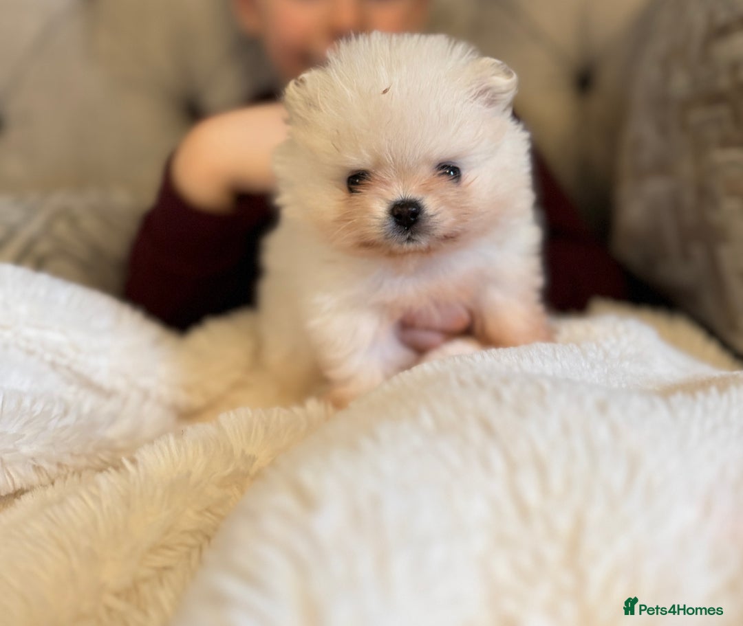 Pomeranian dogs for sale: 🧸 WHITE KC TEDDY BEARS 🧸 TINY, TRUE TYPE! - Advert 6