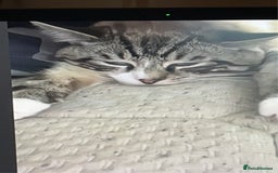 Ragdoll cats for sale: Milo & Smudge - Image 8