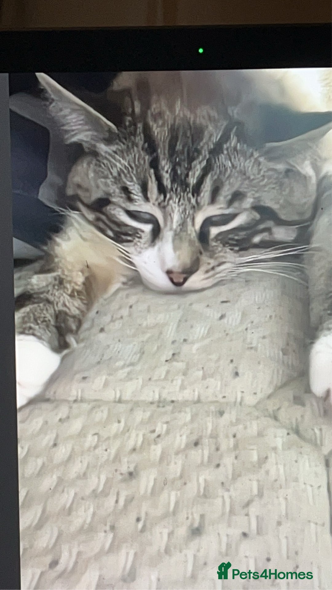 Ragdoll cats for sale: Milo & Smudge - Image 8