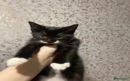 Mixed Breed cats for sale: 3 black kittens, 9 weeks almost 10 - Advert 2