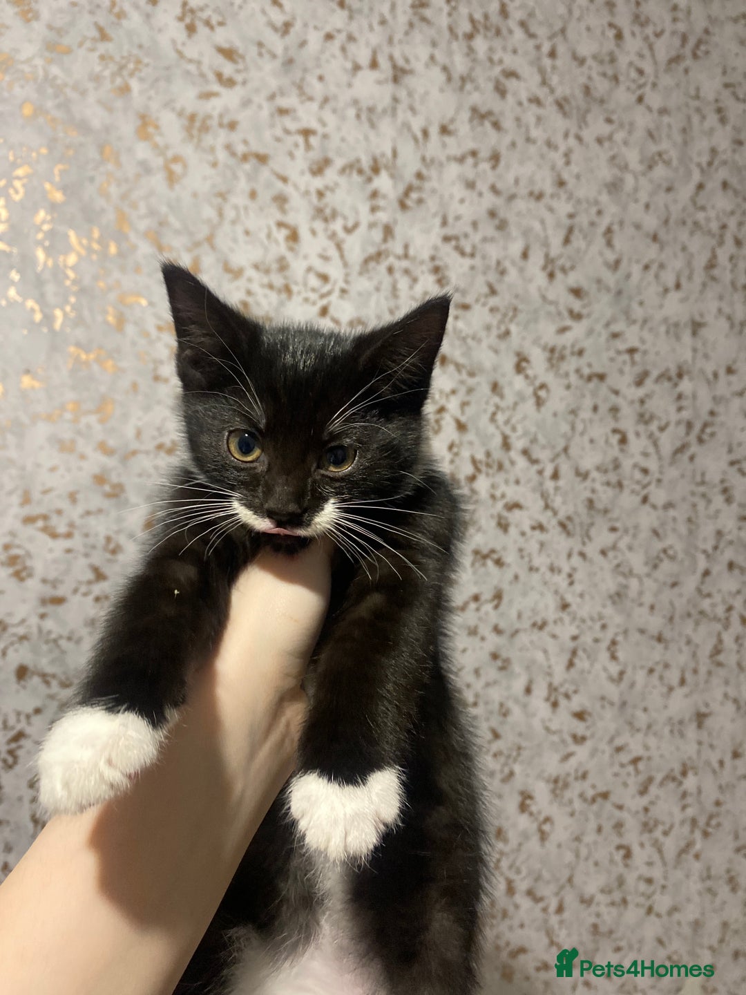 Mixed Breed cats for sale: 3 black kittens, 9 weeks almost 10 - Advert 2