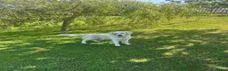 Golden Retriever dogs for sale: Kc Cream Golden retriever puppies All reserved now - Advert 5