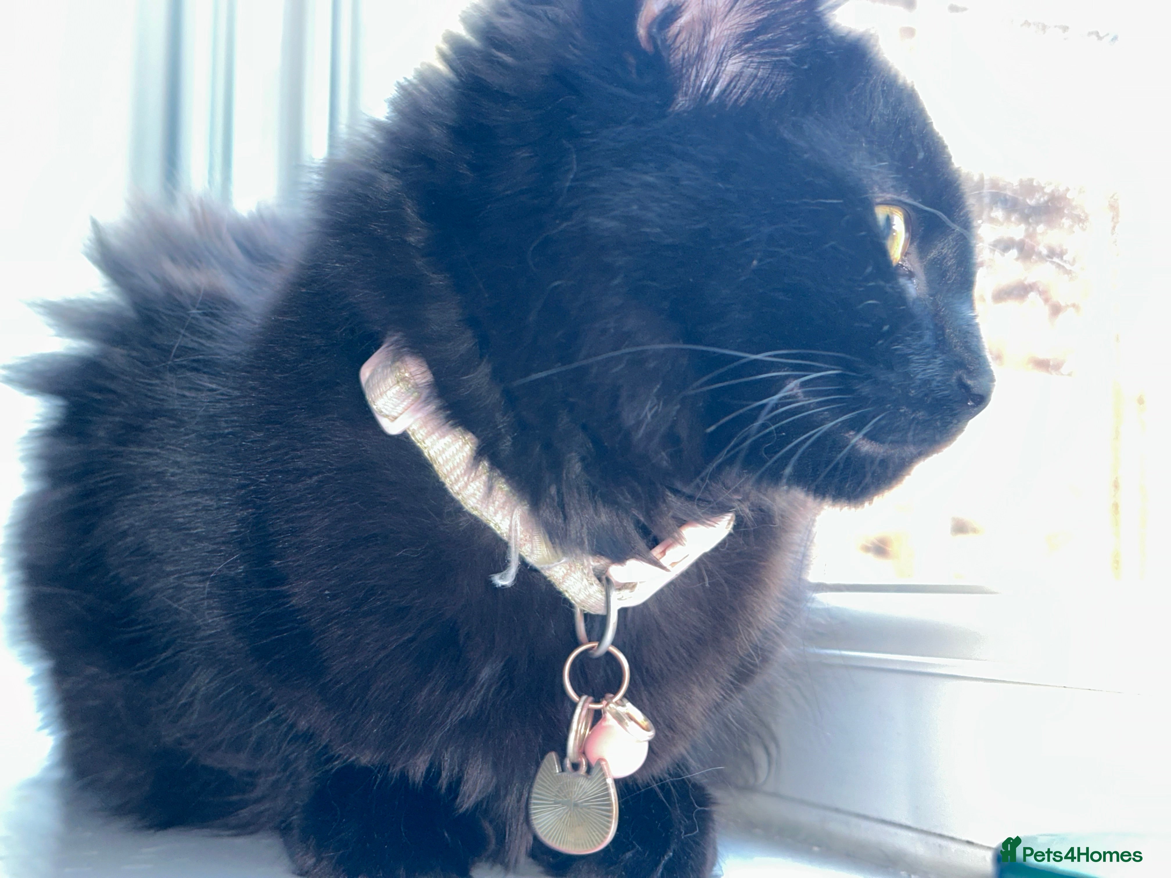 Maine Coon cats maine coon cross - Advert 5