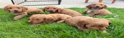 Cockapoo dogs for sale: Stunning Cockapoo Puppies  - Advert 15