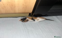 British Shorthair cats for sale: Shorthairs Uk Cat  - Image 21