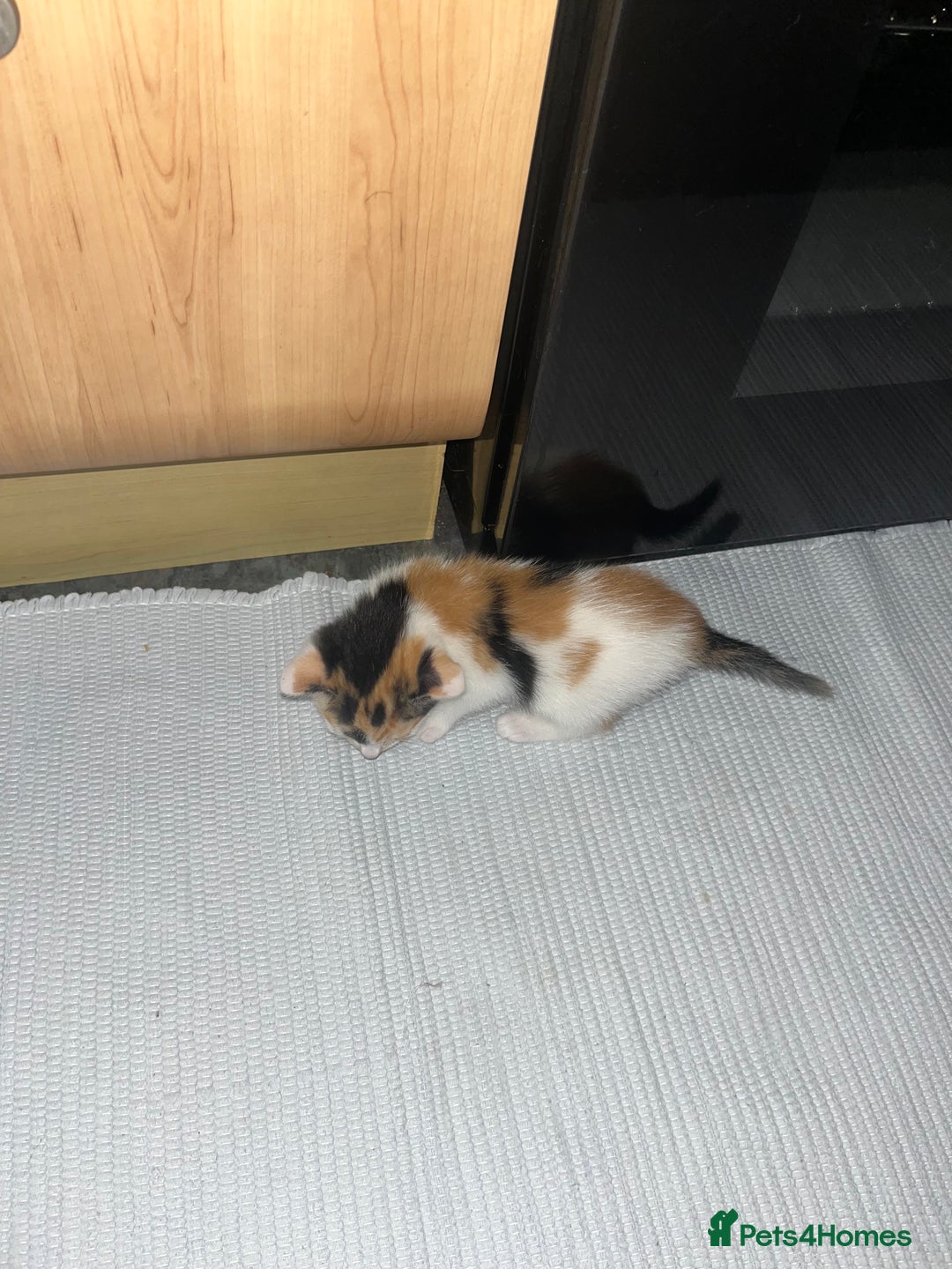 British Shorthair cats for sale: Shorthairs Uk Cat  - Image 21
