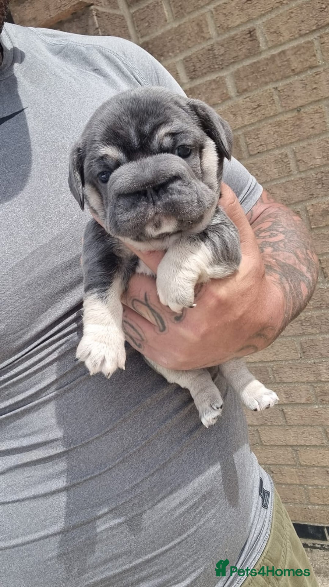 French Bulldog dogs for sale: Adorable pink and fluffy french bulldogs puppies  - Image 16