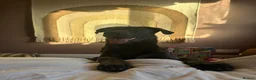 Mixed Breed dogs for sale: GORGEOUS GERMAN SHEPHERD x GREAT DANE MIX - Advert 9