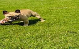 French Bulldog dogs for sale: 🏆KC registered, Standard French Bulldog Puppies🏆 - Image 29