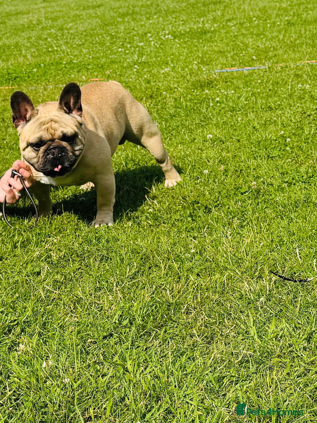 French Bulldog dogs for sale: 🏆KC registered, Standard French Bulldog Puppies🏆 - Image 29