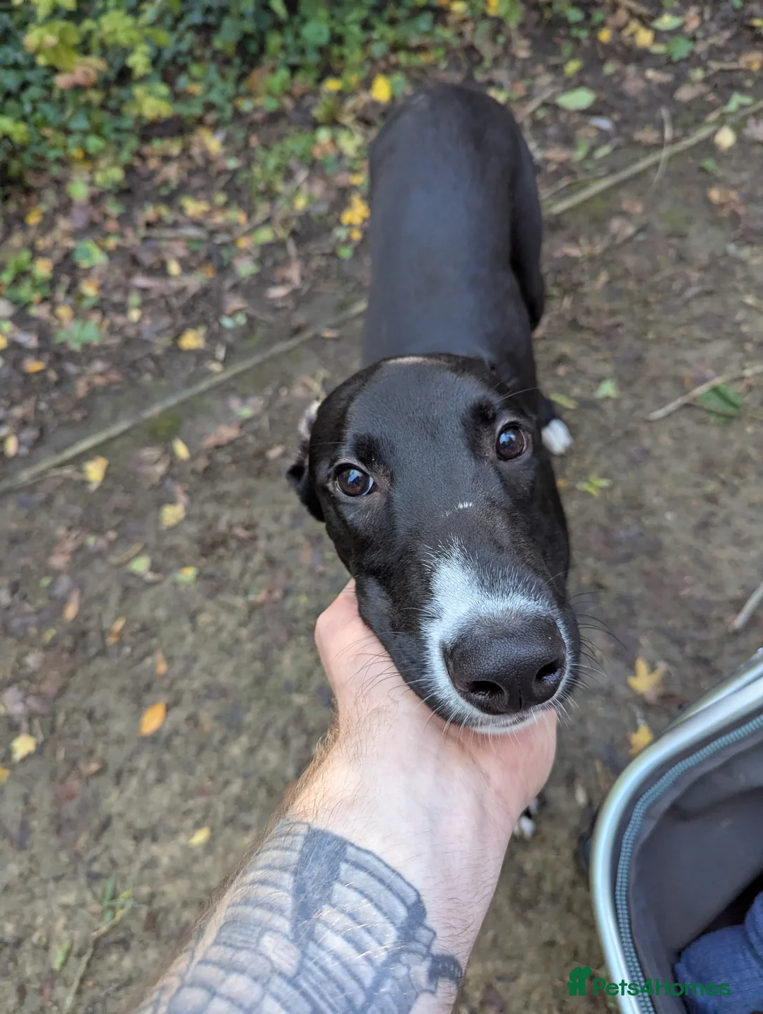 Lurcher dogs for sale: 10 Month Old Lurcher male for sale in Preston - Advert 5
