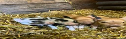Pig livestock for sale: purebred Kune kune pigs - Advert 7