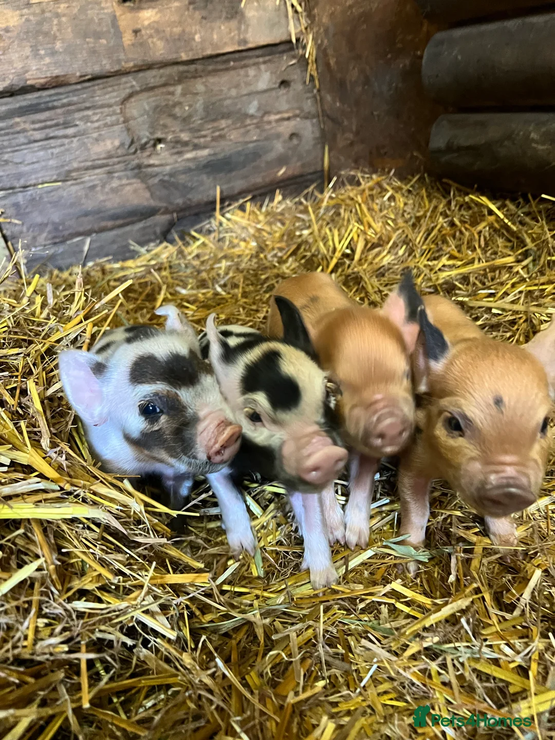 Pig livestock for sale: purebred Kune kune pigs - Advert 7