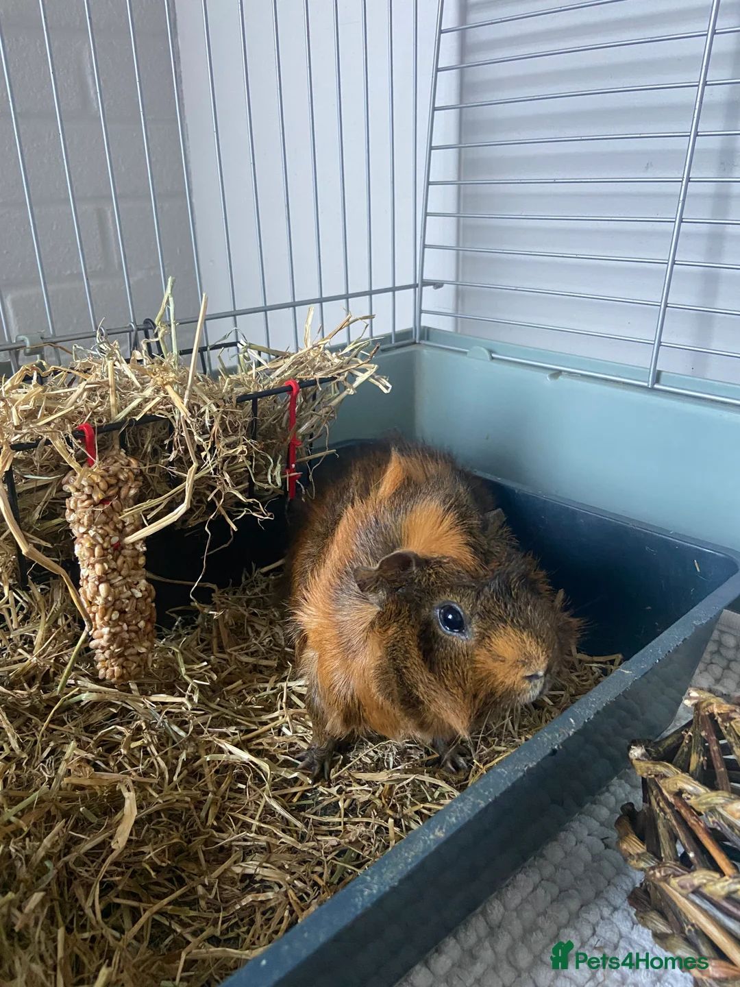 Guinea Pig rodents for sale: 2 Pair of male boars  in Harlow - Advert 7