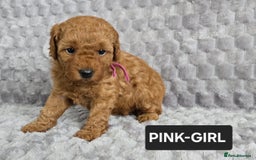 Toy Poodle dogs for sale: STUNNING RED TOY POODLE 🤩🐶 - Image 5