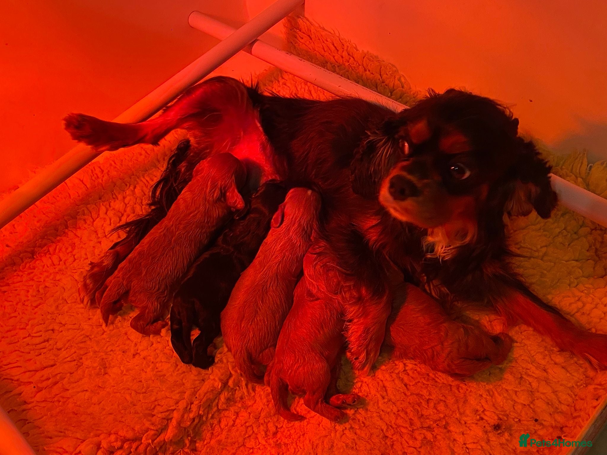 Cavapoo dogs F1 cavapoo 4 girls 1 boy - Advert 2