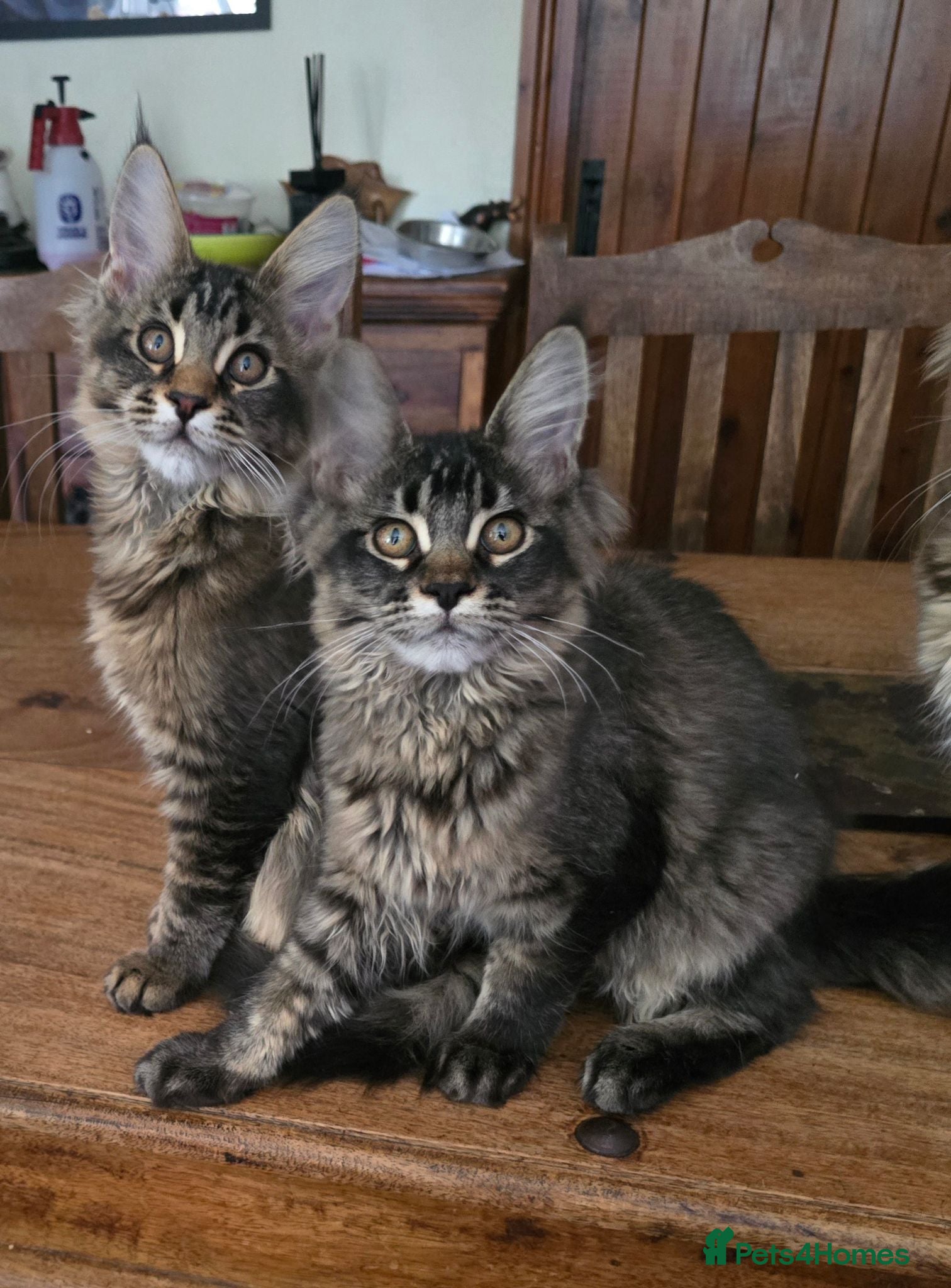 Maine Coon cats Big Strong Maine Coon Kittens - Advert 6