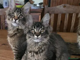 Maine Coon cats Big Strong Maine Coon Kittens - Advert 6